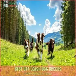 Best Off Leash Dog Breeds