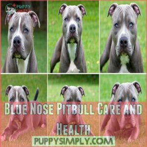 Blue Nose Pitbull Care and Health