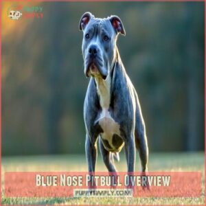 Blue Nose Pitbull Overview