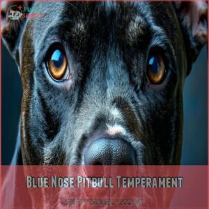 Blue Nose Pitbull Temperament