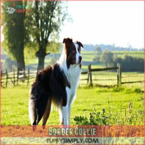 Border Collie