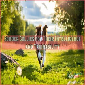 Border Collies for Their Intelligence and Trainability