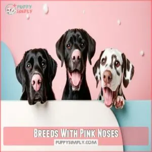 Breeds With Pink Noses