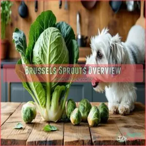 Brussels Sprouts Overview