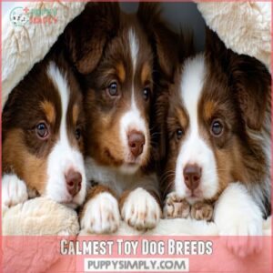 Calmest Toy Dog Breeds