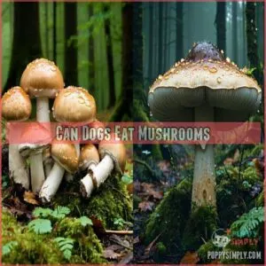 Can Dogs Eat Mushrooms