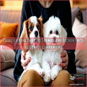 Cavalier King Charles Spaniel and Bichon Frise as Gentle Companions