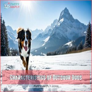 Characteristics of Outdoor Dogs