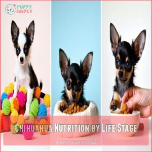 Chihuahua Nutrition by Life Stage