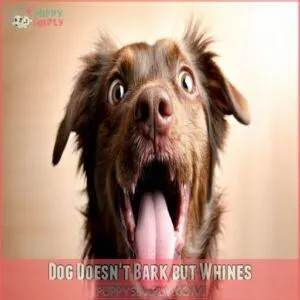 Dog Doesn't Bark but Whines