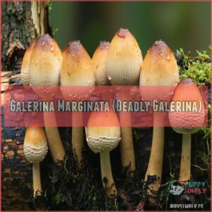 Galerina Marginata (Deadly Galerina)