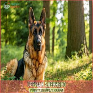 German Shepherd