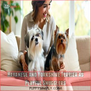 Havanese and Yorkshire Terrier as Playful Snugglers