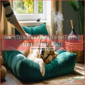 how to calm down a dog