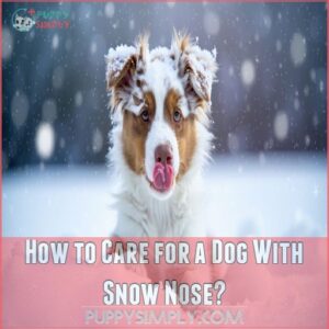 How to Care for a Dog With Snow Nose