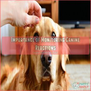 Importance of Monitoring Canine Reactions