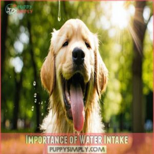 Importance of Water Intake