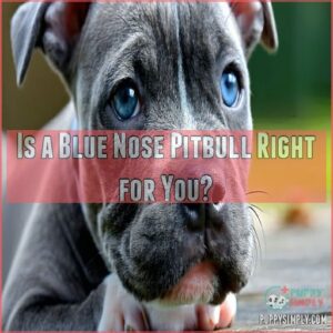 Is a Blue Nose Pitbull Right for You