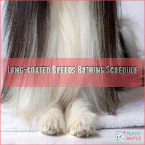 Long-coated Breeds Bathing Schedule