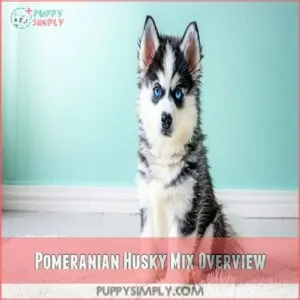 Pomeranian Husky Mix Overview