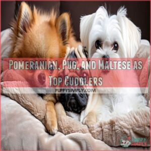 Pomeranian, Pug, and Maltese as Top Cuddlers