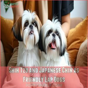 Shih Tzu and Japanese Chin as Friendly Lap Dogs