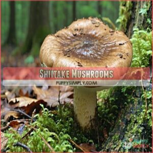 Shiitake Mushrooms