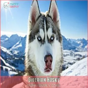 Siberian Husky