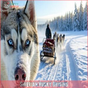 Siberian Husky Origins