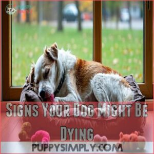 Signs Your Dog Might Be Dying