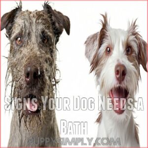 Signs Your Dog Needs a Bath