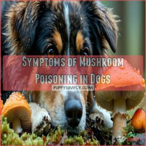 Symptoms of Mushroom Poisoning in Dogs