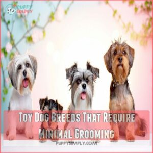 Toy Dog Breeds That Require Minimal Grooming