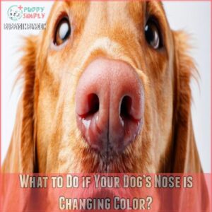 What to Do if Your Dog’s Nose is Changing Color