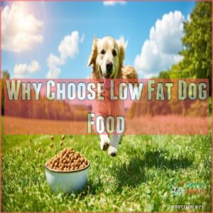 Why Choose Low Fat Dog Food