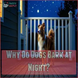 Why Do Dogs Bark at Night