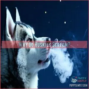 Why Do Huskies Scream