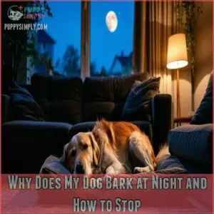 Why Does My Dog Bark at Night and How to Stop