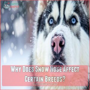 Why Does Snow Nose Affect Certain Breeds