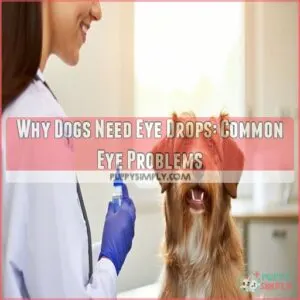 Why Dogs Need Eye Drops: Common Eye Problems