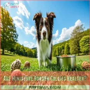 Are Miniature Border Collies Healthy