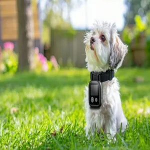 Bark Collar Safety Concerns