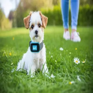 best bark collar for small dogs