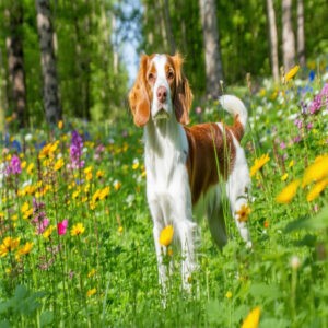 Brittany Spaniel and Tails