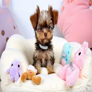 Characteristics of Toy Dog Breeds