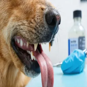 dog tooth extraction