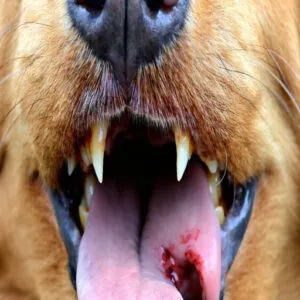 Dog Tooth Extraction Reasons