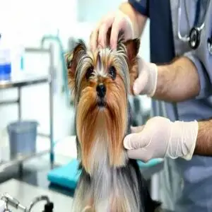 Eye Problems and Treatment