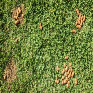 Fecal Damage to Lawns