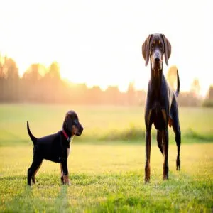 German Shorthaired Pointer Growth